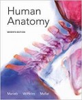Human anatomy